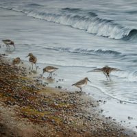 Bonte strandlopers