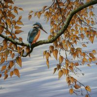 IJsvogel