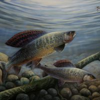 Vlagzalmen