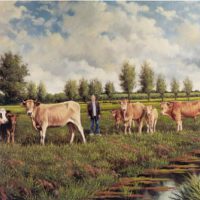 Koeien van het ras Blonde d’Aquitaine