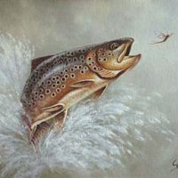 Springende bruine forel
