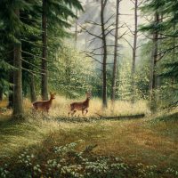 Reeën in het Drents-Friese Woud