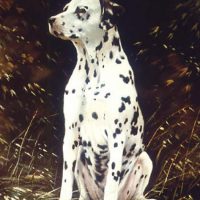 Dalmatier in opdracht
