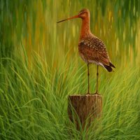 Grutto (Giclee)