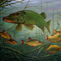 Snoek met ruisvoorns