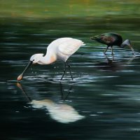 Lepelaar met Zwarte Ibis