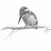 IJsvogel
